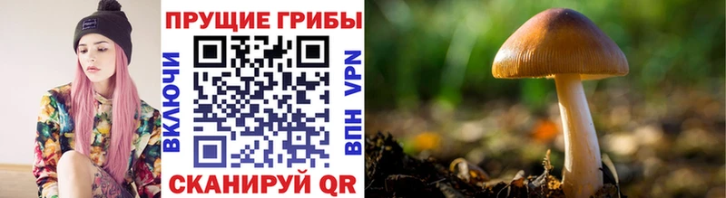 закладка  Городец  Псилоцибиновые грибы Magic Shrooms 